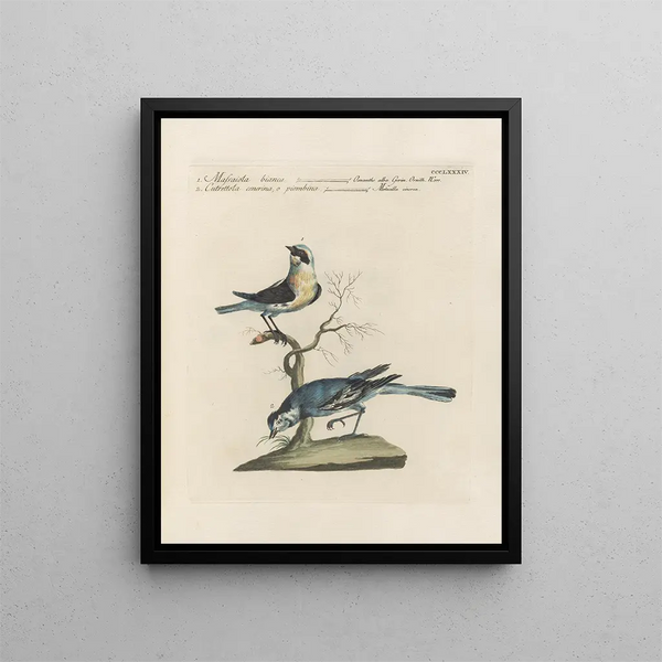 L'ornithologie méthodiquement digérée Pl366 - Saverio Manetti — framed artwork on a wall