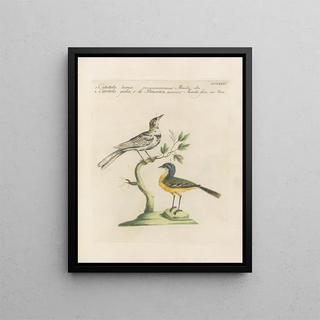 Saverio Manetti - Ornithologia methodice digesta Pl367.webp