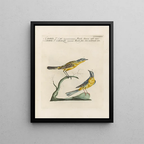 Ornithology Painting methodically digested Pl368 - Saverio Manetti — framed artwork on a wall