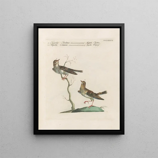 Saverio Manetti - Ornithologia methodice digesta Pl369.webp