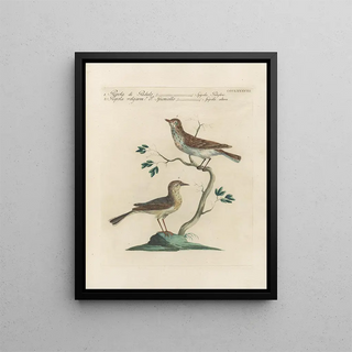 Saverio Manetti - Ornithologia methodice digesta Pl370.webp