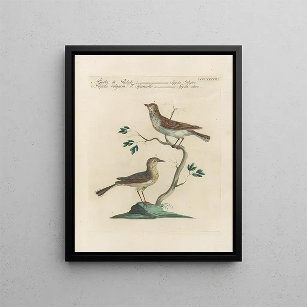 Ornithology Painting methodically digested Pl370 - Saverio Manetti — framed artwork on a wall