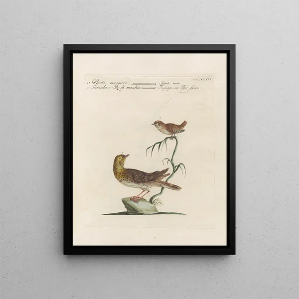 L'ornithologie méthodiquement digérée Pl371 - Saverio Manetti — framed artwork on a wall