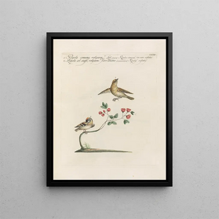 Saverio Manetti - Ornithologia methodice digesta Pl372.webp