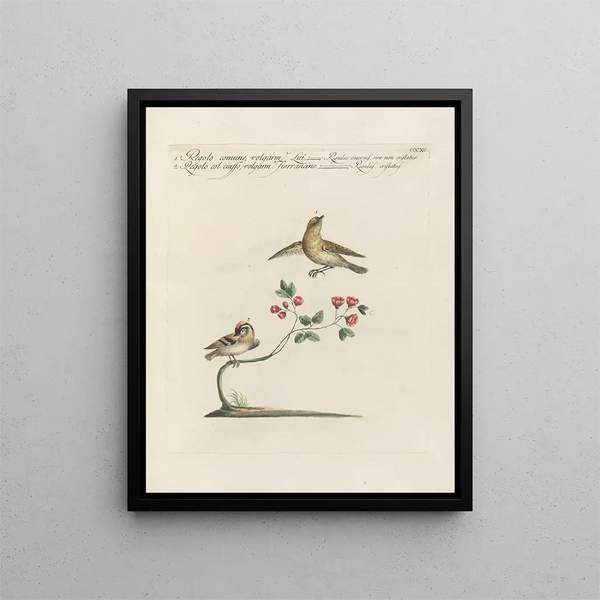 Ornithology Painting methodically digested Pl372 - Saverio Manetti — framed artwork on a wall