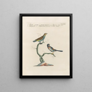 Saverio Manetti - Ornithologia methodice digesta Pl373.webp