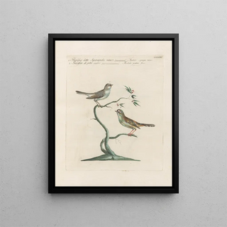 Saverio Manetti - Ornithologia methodice digesta Pl375.webp
