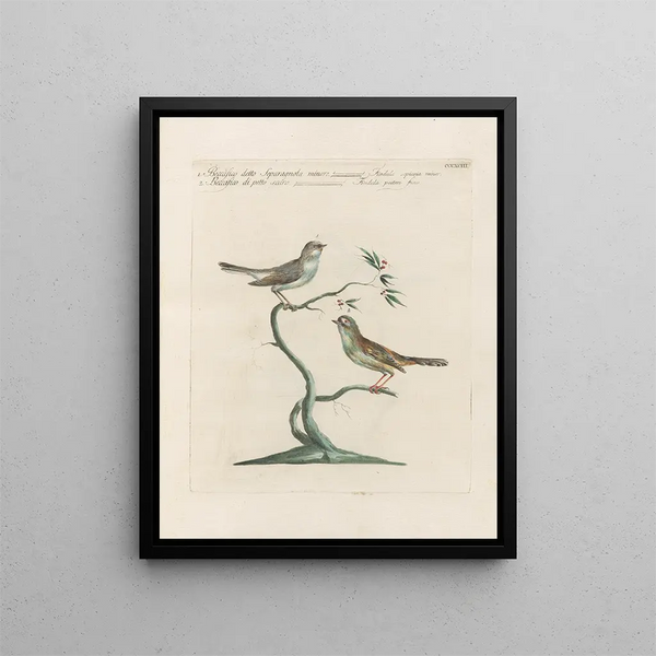 Ornithology Painting methodically digested Pl375 - Saverio Manetti — framed artwork on a wall