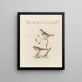 Saverio Manetti - Ornithologia methodice digesta Pl376.webp