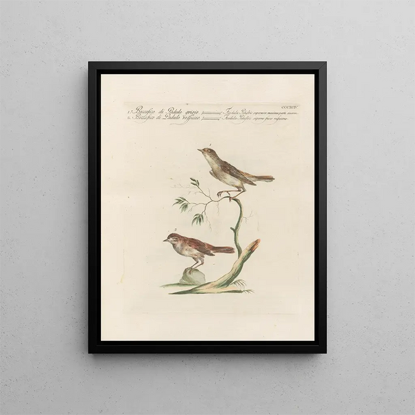 L'ornithologie a méthodiquement digéré Pl376 - Saverio Manetti — framed artwork on a wall