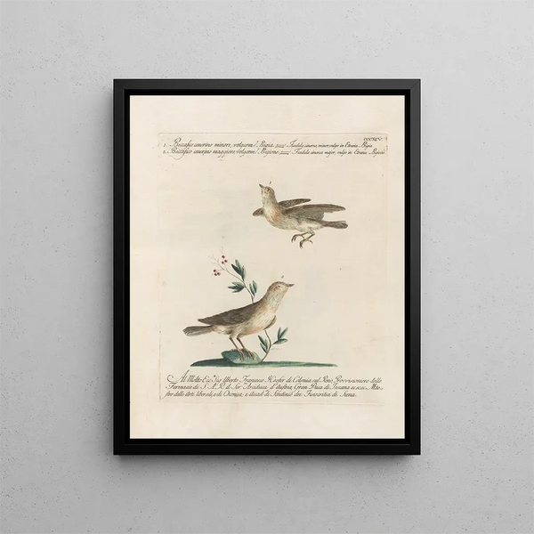 L'ornithologie a méthodiquement digéré Pl377 - Saverio Manetti — framed artwork on a wall