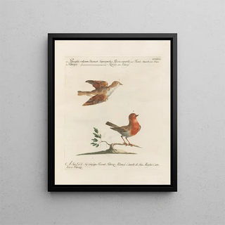 Saverio Manetti - Ornithologia methodice digesta Pl378.webp