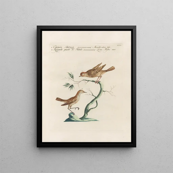 L'ornithologie a méthodiquement digéré Pl381 - Saverio Manetti — framed artwork on a wall