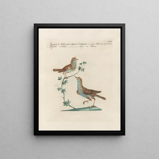 Saverio Manetti - Ornithologia methodice digesta Pl382.webp