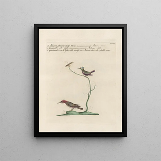 Saverio Manetti - Ornithologia methodice digesta Pl384.webp