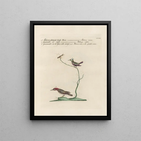 Ornithology Painting methodically digested Pl384 - Saverio Manetti — framed artwork on a wall