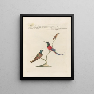 Saverio Manetti - Ornithologia methodice digesta Pl387.webp