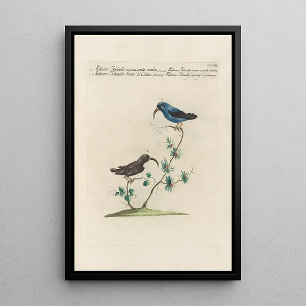 Ornithologia methodice digesta Pl389 - Saverio Manetti — framed artwork on a wall