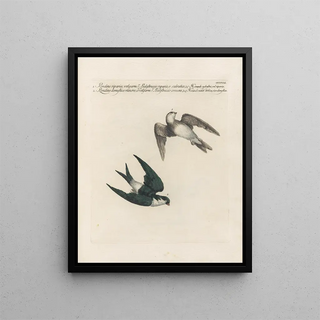 Saverio Manetti - Ornithologia methodice digesta Pl390.webp