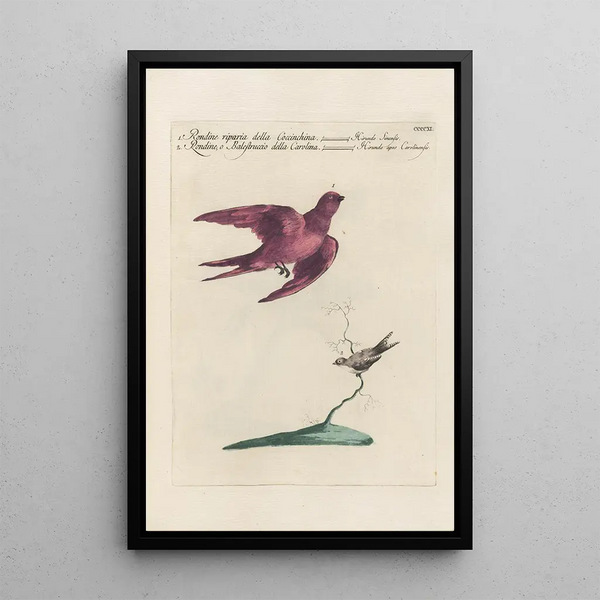 Ornithologia methodice digesta Pl393 - Saverio Manetti — framed artwork on a wall