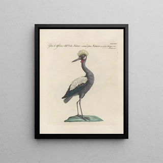 Saverio Manetti - Ornithologia methodice digesta Pl396.webp