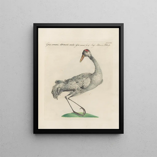 L'ornithologie a méthodiquement digéré Pl397 - Saverio Manetti — framed artwork on a wall