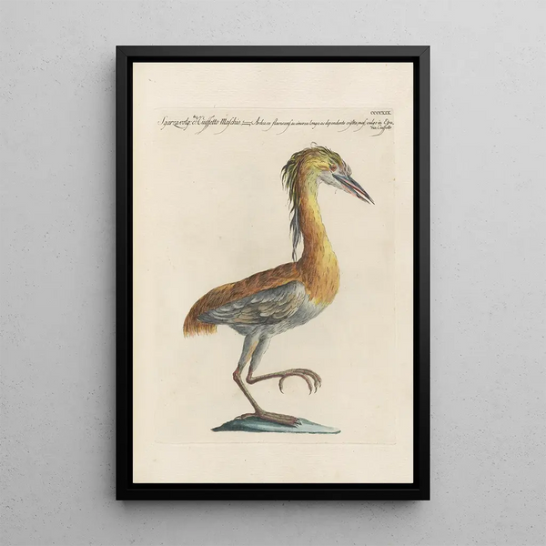 Ornithologia methodice digesta Pl401 - Saverio Manetti — framed artwork on a wall