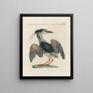 Saverio Manetti - Ornithologia methodice digesta Pl404.webp