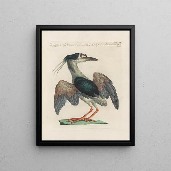 L'ornithologie a méthodiquement digéré Pl404 - Saverio Manetti — framed artwork on a wall