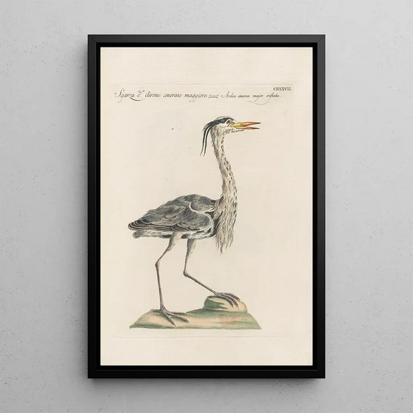 Ornithologia methodice digesta Pl409 - Saverio Manetti — framed artwork on a wall