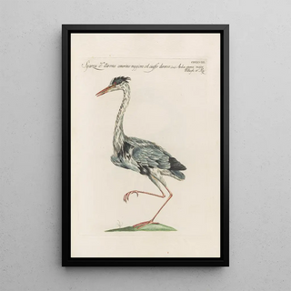 Saverio Manetti - Ornithologia methodice digesta Pl410.webp