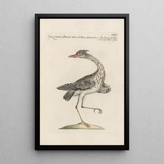 Saverio Manetti - Ornithologia methodice digesta Pl411.webp