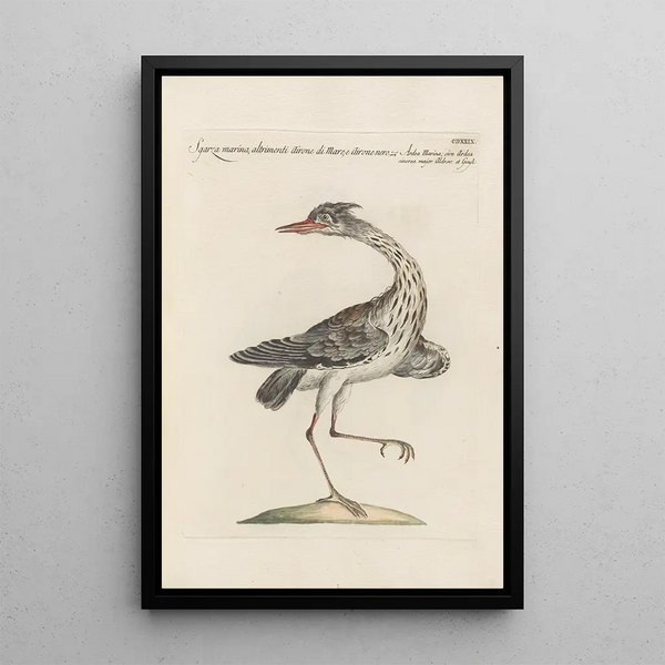 Ornithologia methodice digesta Pl411 - Saverio Manetti — framed artwork on a wall