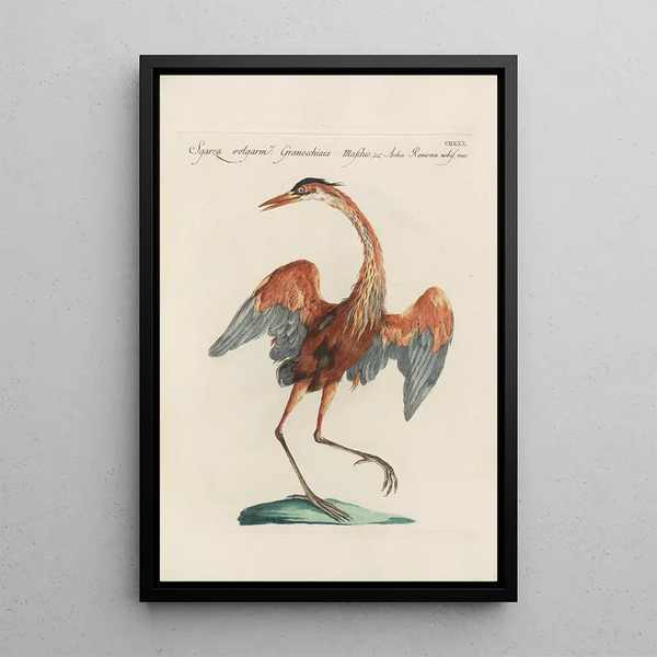 Ornithologia methodice digesta Pl412 - Saverio Manetti — framed artwork on a wall