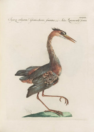 Saverio Manetti - Ornithologia methodice digesta Pl413.webp