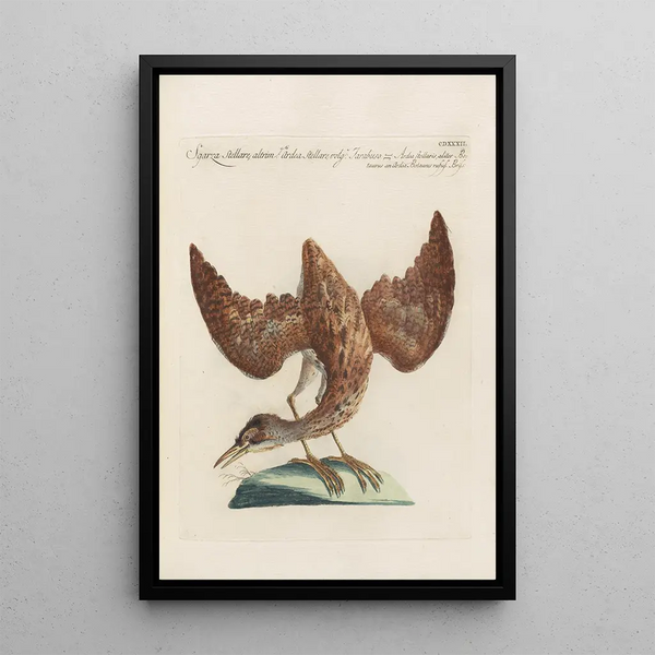 Ornithologia methodice digesta Pl414 - Saverio Manetti — framed artwork on a wall