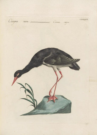 Saverio Manetti - Ornithologia methodice digesta Pl415.webp