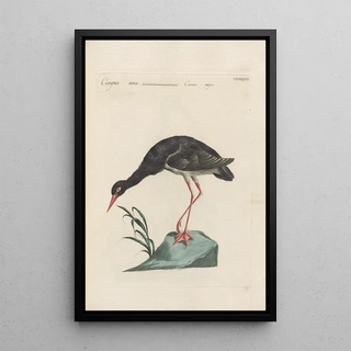 Saverio Manetti - Ornithologia methodice digesta Pl415.webp