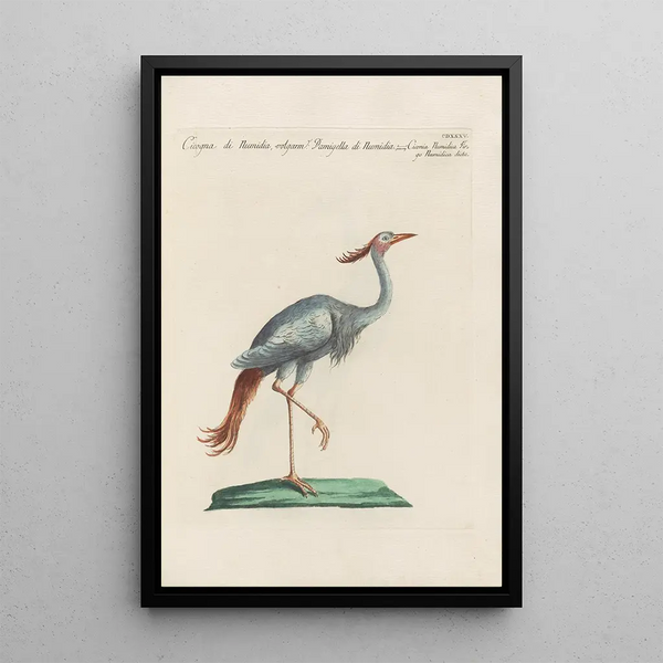 Ornithologia methodice digesta Painting Pl417 - Saverio Manetti — framed artwork on a wall