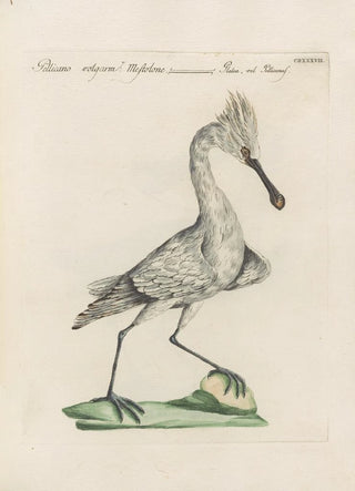 Saverio Manetti - Ornithologia methodice digesta Pl419.webp