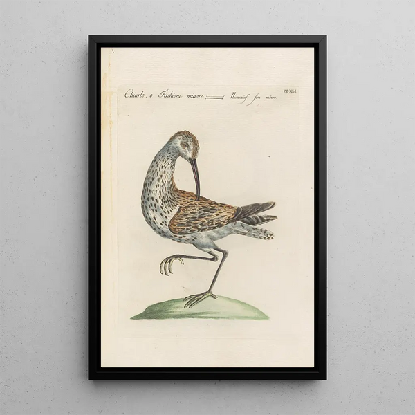 Ornithologia methodice digesta Pl423 - Saverio Manetti — framed artwork on a wall