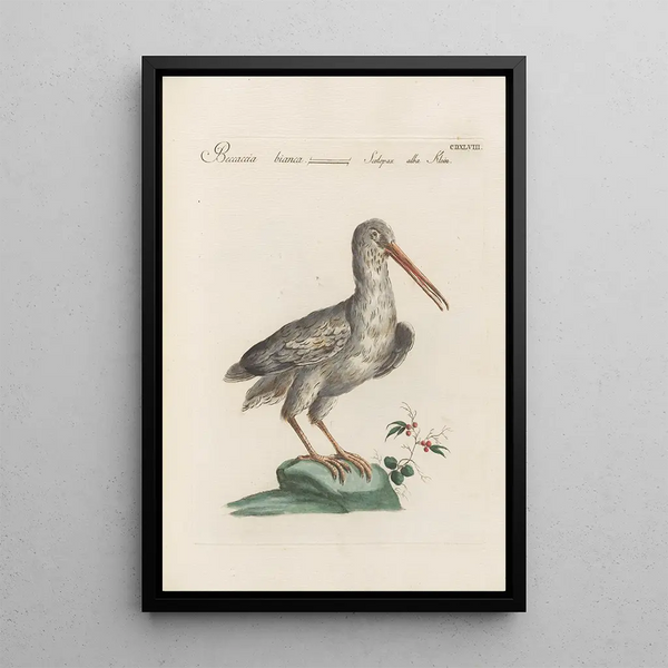Ornithologia methodice digesta Pl430 - Saverio Manetti — cuadro enmarcado en la pared
