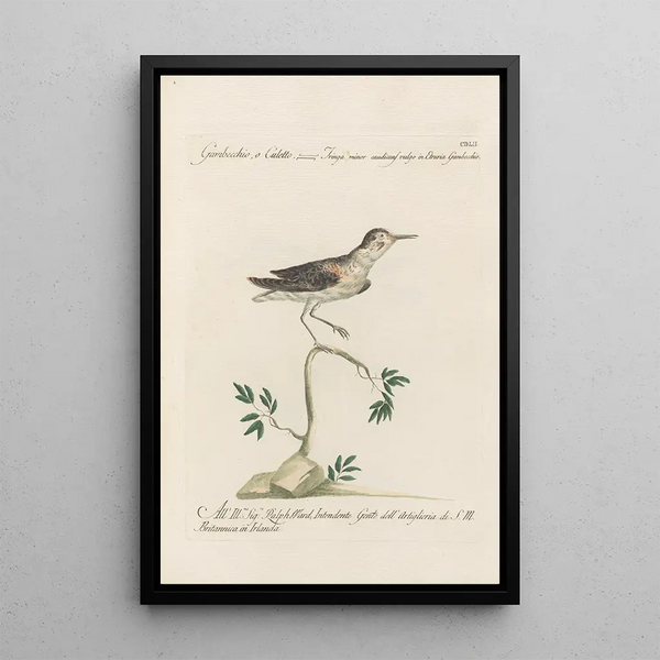 Ornithologia methodice digesta Pl434 - Saverio Manetti — cuadro enmarcado en la pared