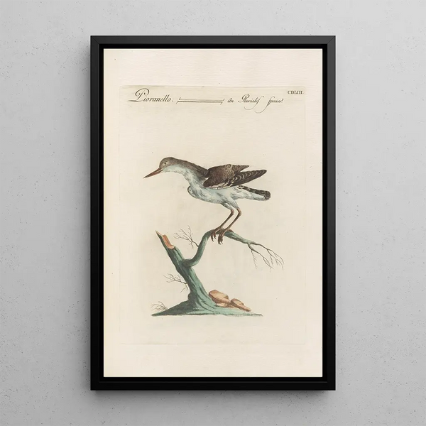 Ornithologia methodice digesta Pl435 - Saverio Manetti — cuadro enmarcado en la pared