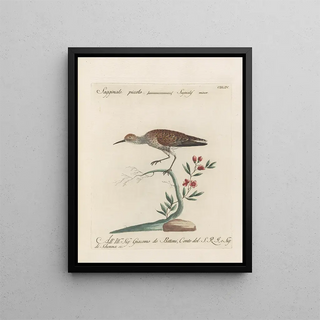 Saverio Manetti - Ornithologia methodice digesta Pl436.webp