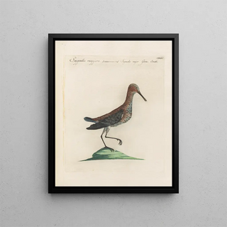 Saverio Manetti - Ornithologia methodice digesta Pl437.webp
