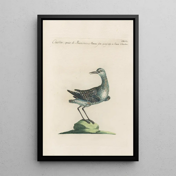 Ornithologia methodice digesta Pl438 - Saverio Manetti — cuadro enmarcado en la pared