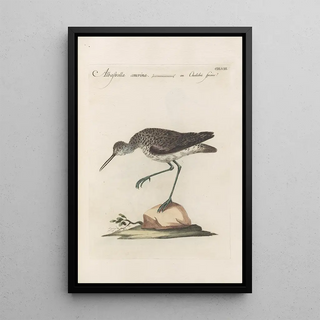 Saverio Manetti - Ornithologia methodice digesta Pl440.webp