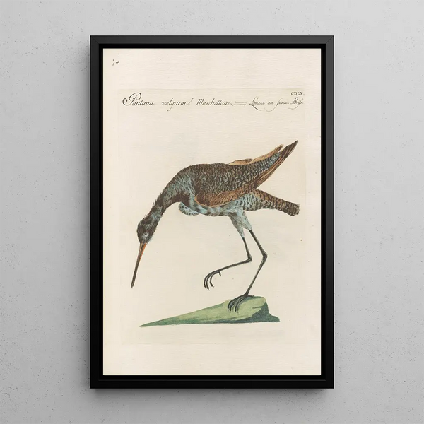 Ornithología metódicamente digesta Pl442 - Saverio Manetti — cuadro enmarcado en la pared