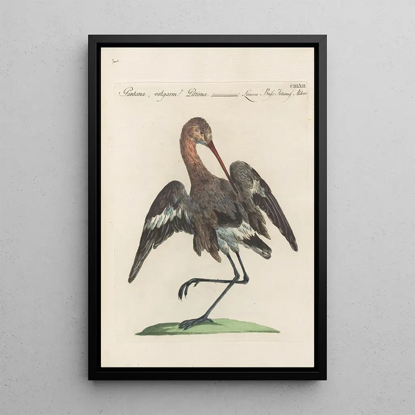 Ornithologia methodice digesta Pl444 - Saverio Manetti — cuadro enmarcado en la pared